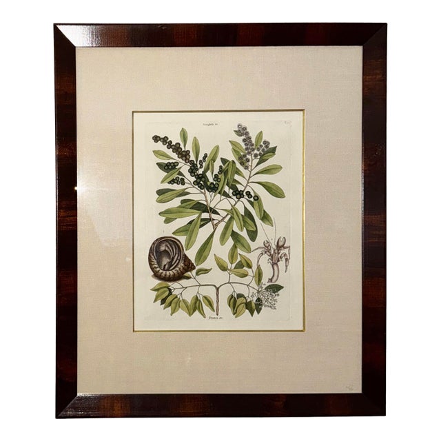 Mark Catesby (English, 1679–1749), Hand Colored Copper Plate Engraving Titled “The Sea Hermit Crab, Frutex,” For Sale