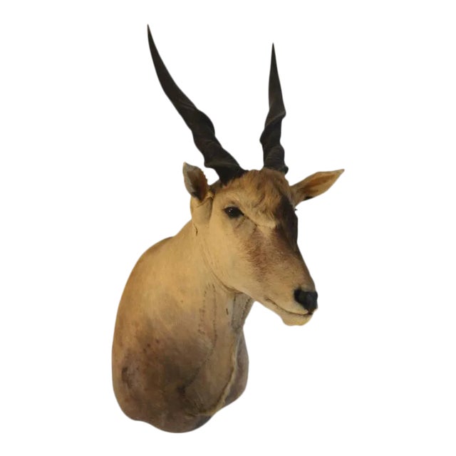 Shoulder Mounted Taxidermy of a Giant African Elan For Sale