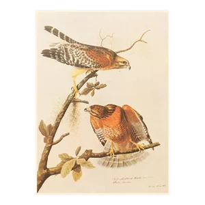 1966 Vintage Cottage Print "Red-Shouldered Hawk" After John James Audubon