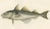 Mid 19th Century Haddock (Melanogrammus Aeglefinus) French Arctic Voyage, 1845, Print For Sale - Image 5 of 11