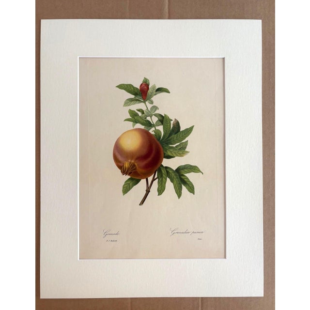 Realism Vintage Pierre-Josephe Redouté Print in 16x20 Mat: Grenade/Grenadier Punica For Sale - Image 3 of 3