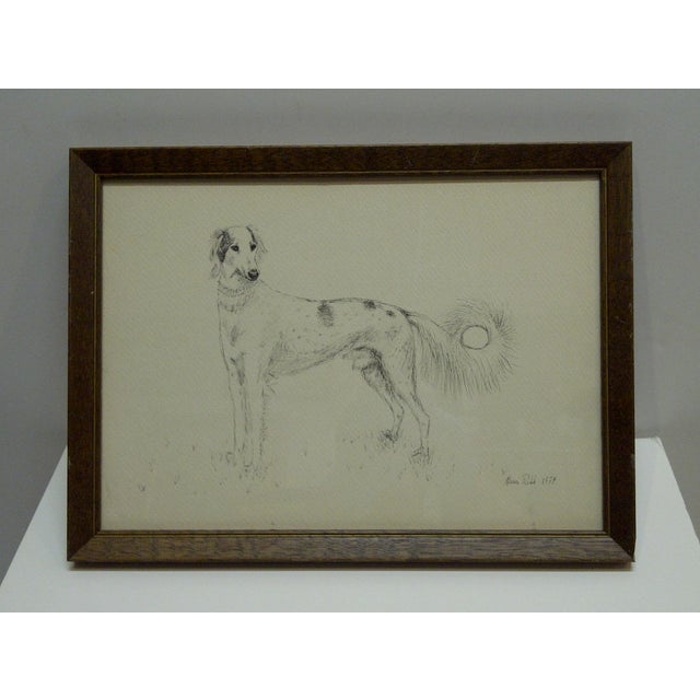 Original Drawing Long Haired Greyhound Dog By Alison Robb C 1974