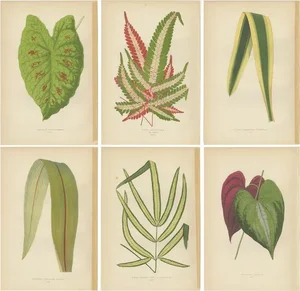 E.J. Lowe and W. Howard, Caladium Verschaffelt, Cordyline Indivisa, 1891, Prints, Set of 6