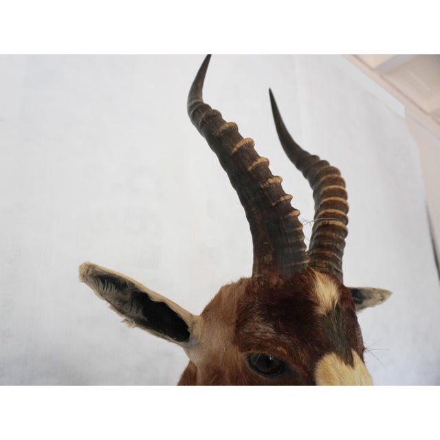 Blesbok Antelope Mount Bust Head For Sale - Image 14 of 17