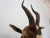 Blesbok Antelope Mount Bust Head For Sale - Image 14 of 17