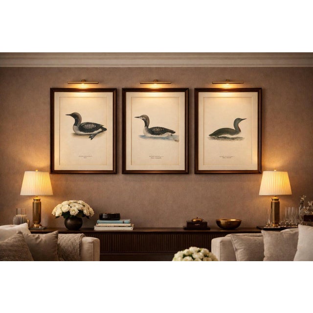 Antique Loon Bird Lithographs Set of 3, Arctic Loon & Red-Throated Loon 1929 : This refined set of three Scandinavian...