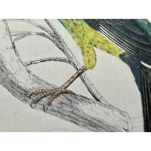 Antique Hand Colored Bird Print From England Showcasing Varieties of Cross-Bills - Circa 1870 For Sale - Image 10 of 12