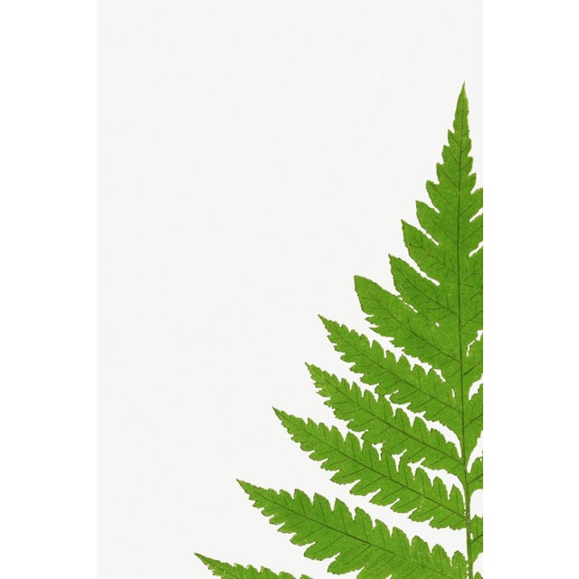 Bunny Williams Home Fern Art Print – Vintage Green Botanical Illustration, 8" X 12" For Sale - Image 4 of 8