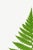 Bunny Williams Home Fern Art Print – Vintage Green Botanical Illustration, 8" X 12" For Sale - Image 4 of 8