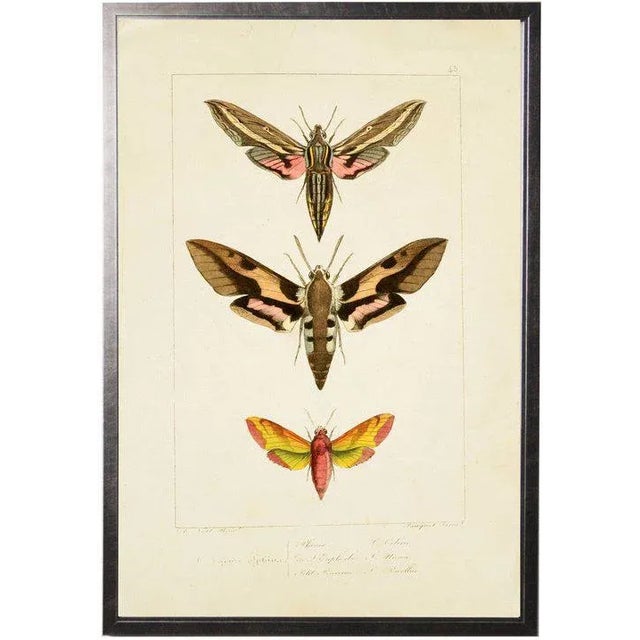 Boho Chic Colorful Moth Trio Plate 45 - 20.5" X 29.5" For Sale - Image 3 of 3