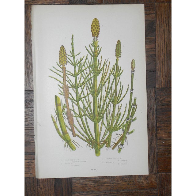 Realism Antique 19th Century Botanical Lithographs-Ferns - Set of 4 For Sale - Image 3 of 7