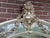 Late 20th C Italian Baroque Silver Beech Wall Mirror - 1 Pc For Sale - Image 4 of 15