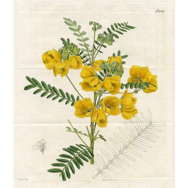 This large format print is an original early 1800s hand-colored botanical engraving published in "Curtis's Botanical...