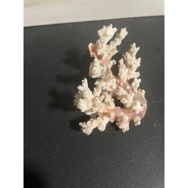 Alabaster 5” Natural Stony Coral Specimen From the Scleractinia Order For Sale - Image 8 of 9