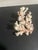 Alabaster 5” Natural Stony Coral Specimen From the Scleractinia Order For Sale - Image 8 of 9