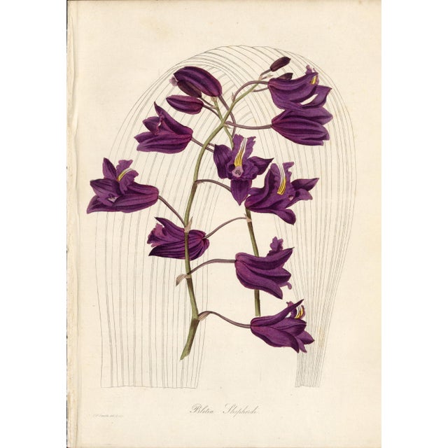 An impressive collection of sixteen hand-colored botanical prints associated with the renowned Victorian horticulturist,...