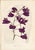 An impressive collection of sixteen hand-colored botanical prints associated with the renowned Victorian horticulturist,...