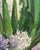 Original Signed Mary Helen Seago "Hyacinths" Oil on Canvas Painting For Sale - Image 4 of 10