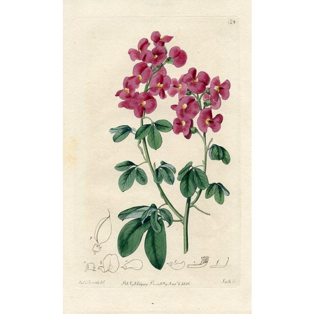 Original early-1800s hand colored engraving that appeared in "The Botanical Register", a British horticultural journal...