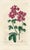 Original early-1800s hand colored engraving that appeared in "The Botanical Register", a British horticultural journal...