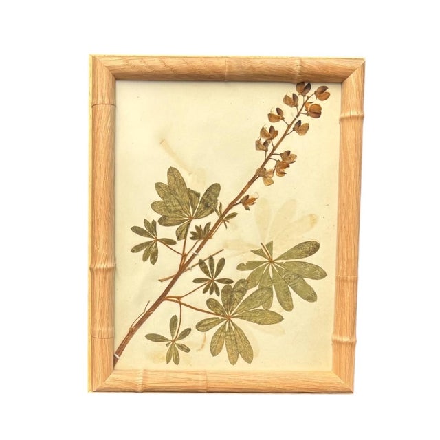 1893 Herbarium Botanical Specimens, Set of 12 For Sale - Image 12 of 17