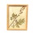 1893 Herbarium Botanical Specimens, Set of 12 For Sale - Image 12 of 17