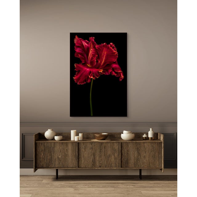 Exclusively available in the U.S. through ART AT HOME, Tulipa "Red Parrot" is a striking floral photograph by Dale Grant,...