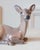 Mid 20th Century Porcelain Deer by Dahl Jensen, Denmark For Sale In Atlanta - Image 6 of 8