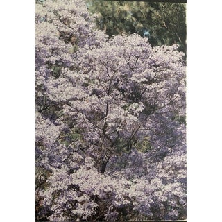1980s Spring Blossoms Color Photo Garo For Sale