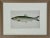 20th Century Sea Herring Print, Framed For Sale