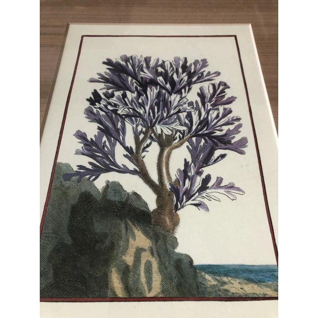 1970s 1970’s Gallery Wall Collection 3 Vintage Coral Seascape Hand Colored Engravings -Set of 3 For Sale - Image 5 of 8