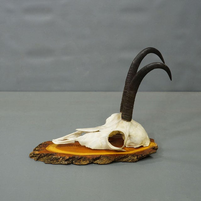 Vintage Collection of Six Chamois Trophies on Wooden Plaques, Germany ca. 1960s A collection of six vintage chamois...