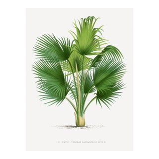 Fan Palm Botanical Study, Vintage Art Print Reproduction, 30" X 40" For Sale