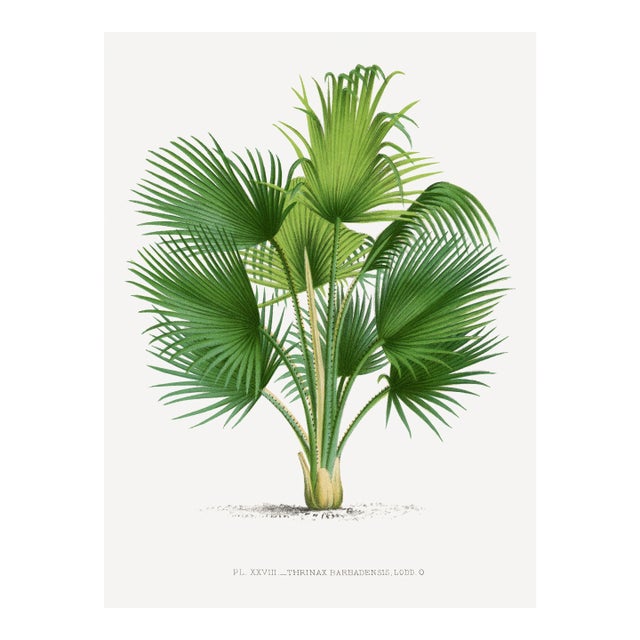 Fan Palm Botanical Study, Vintage Art Print Reproduction, 30" X 40" For Sale