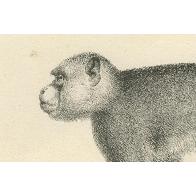 Paper C. C. Last, Macaque, Mandrill & Dikbuik Monkeys, Lithographs, 1836, Set of 2 For Sale - Image 7 of 11