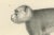 Paper C. C. Last, Macaque, Mandrill & Dikbuik Monkeys, Lithographs, 1836, Set of 2 For Sale - Image 7 of 11