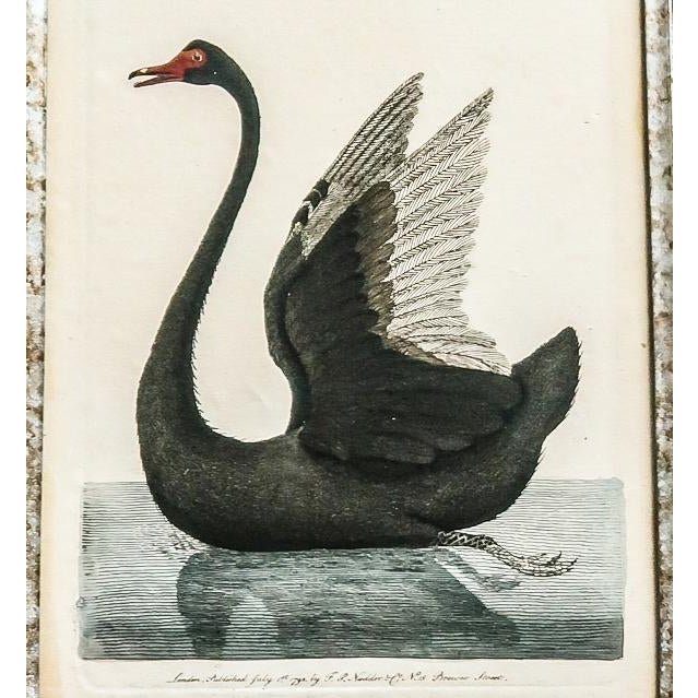 Figurative Original 1790s Pair Frederick Polydore Nodder Hand Colored Engravings of Birds Laid & Wove Paper For Sale - Image 3 of 12