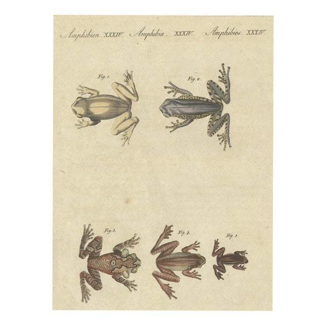 Bertuch, Five Tree Frogs, 1815, Print For Sale