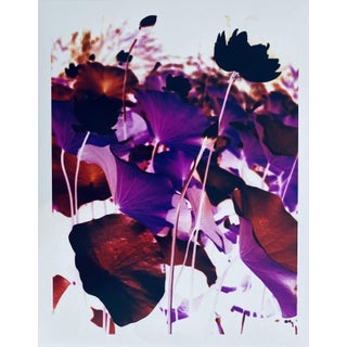 Jeffrey Rothstein, Flora Fauna Series Vintage Color Photograph Abstract Flower Fuji Crystal Photo, c.1998 For Sale