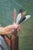 Late 20th Century Girl With Racket & Shuttlecock Oil Painting After Jean Baptiste Siméon Chardin For Sale - Image 10 of 11