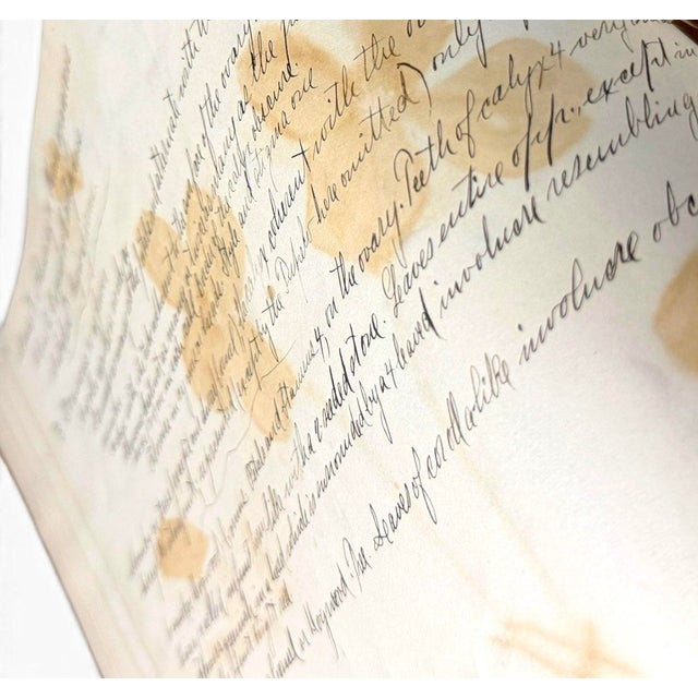 c.1900 Herbarium Album With 26 Specimens, Hand-Drawn Studies & Calligraphic Manuscript For Sale - Image 4 of 17