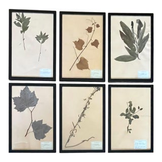 1965 French Herbarium Botanical Specimens – Set of 6 Custom Framed Pressed Botanicals For Sale