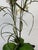Silk Flower Arrangement of Orchids in Vase For Sale - Image 9 of 12