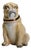 Seated Pug Tobacco Jar from Staffordshire Pottery, 1900 For Sale