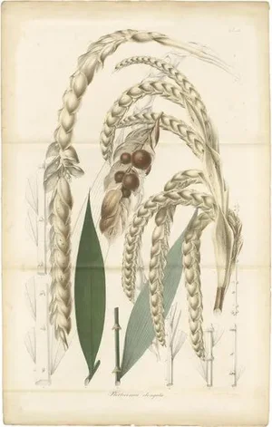 Botanical Illustration of the Victorious Plectocomia, 1860, Paper