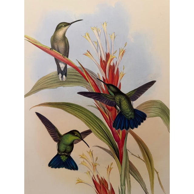 Traditional 1990s Framed Print, Blue-Tailed Mango Hummingbird or Lampornis Viridis (Plate 78) Hill House Edition Reproduction Print After John Gould For Sale - Image 3 of 9