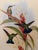 Traditional 1990s Framed Print, Blue-Tailed Mango Hummingbird or Lampornis Viridis (Plate 78) Hill House Edition Reproduction Print After John Gould For Sale - Image 3 of 9