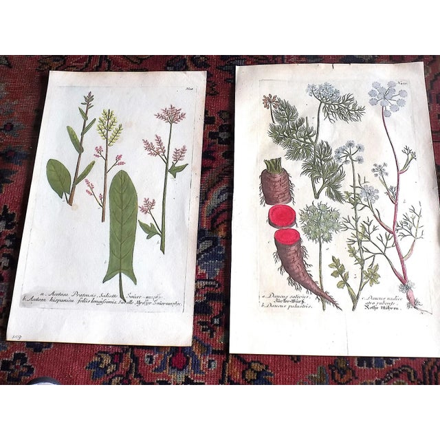 Weinmann Authentic Antique 18th Century Weinmann/Miller Hand Colored Folio Size Botanical Mezzotints - Set of 6 For Sale - Image 4 of 6