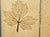 Herbier Coffee Table by Roger Capron, 1970s For Sale - Image 16 of 18