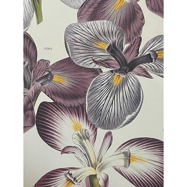 American 1950s Floral Iris Botanical Chromolithograph in Gold Frame Reproduction For Sale - Image 3 of 5